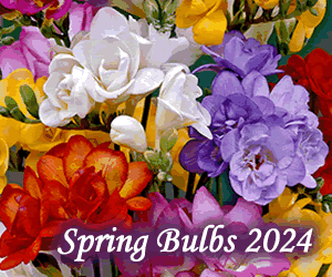 Eden Brothers spring bulbs